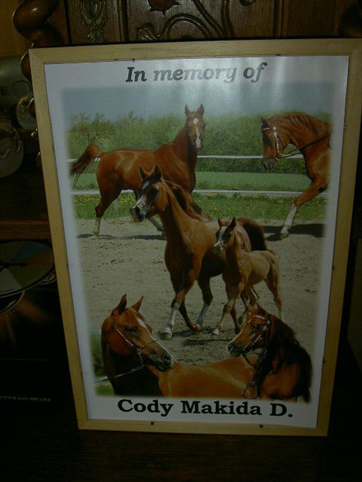 Arabisk fuldblod (OX) Cody Makida D - Dette billede fik jeg af Charlotte da Cody døde da jeg ikke selv havde så mange gode af hende billede 7