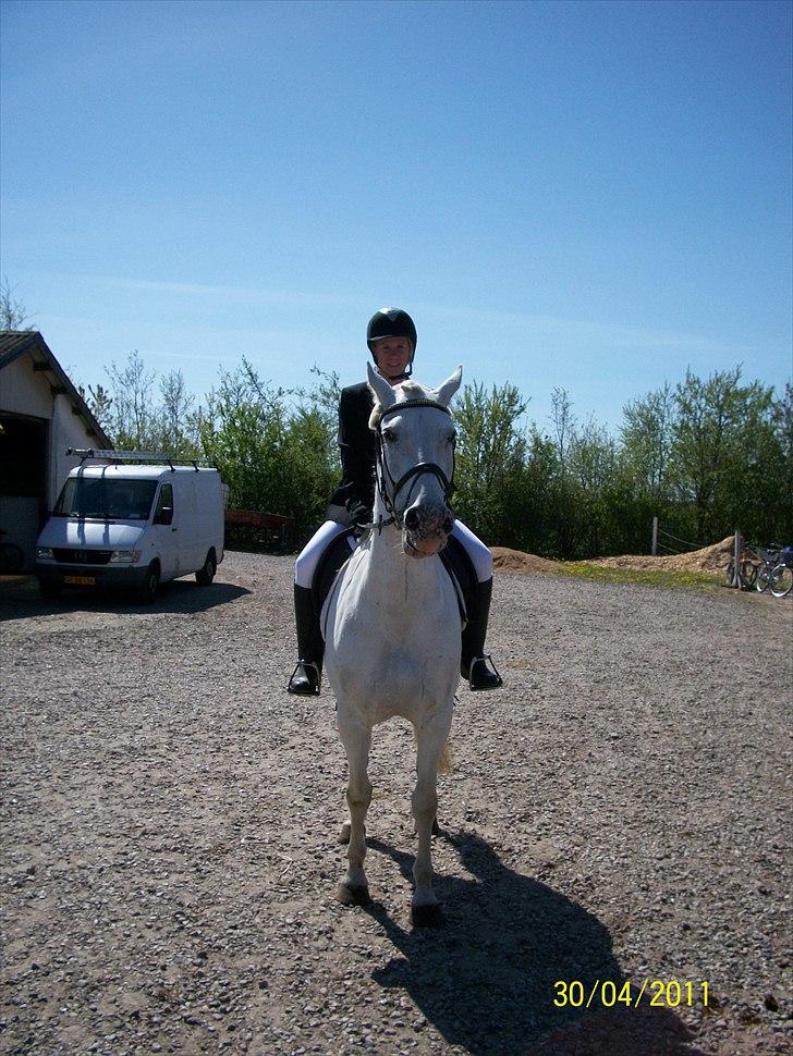 Anden særlig race serina (solgt) billede 6