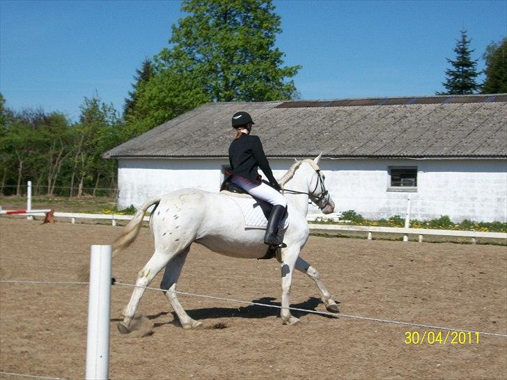Anden særlig race serina (solgt) billede 7