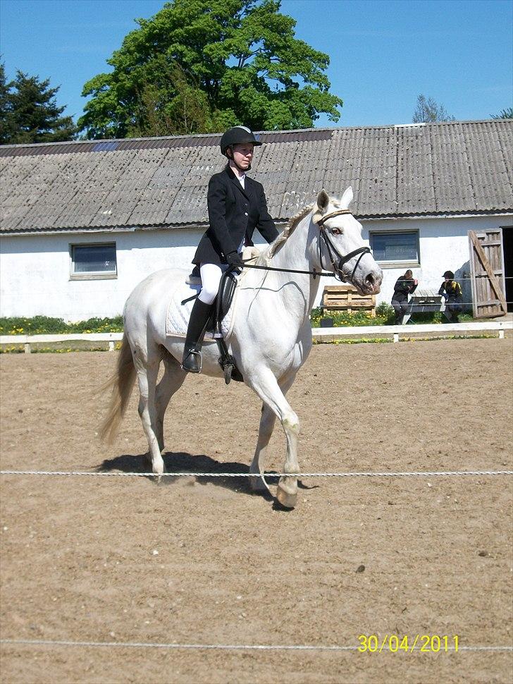 Anden særlig race serina (solgt) billede 8