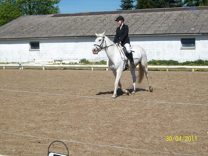 Anden særlig race serina (solgt) billede 9