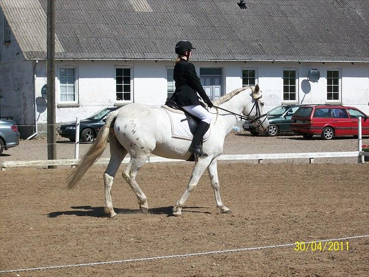 Anden særlig race serina (solgt) billede 10