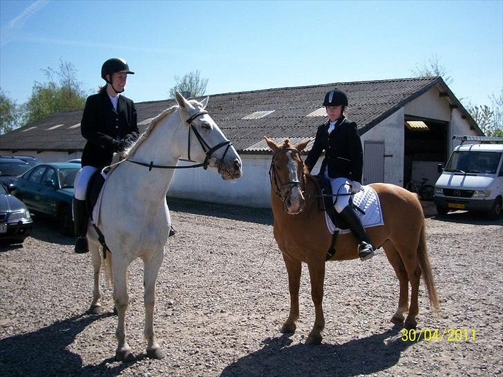 Anden særlig race serina (solgt) billede 11