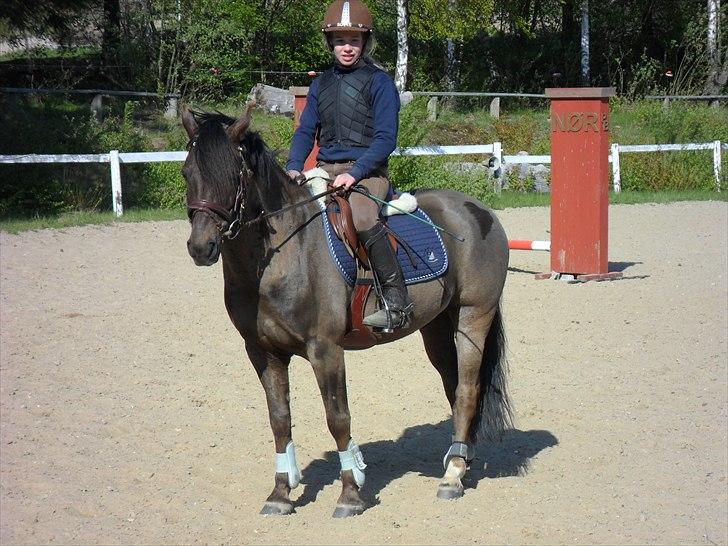 Svensk Sportspony  Cream<3/SOLGT!:-/ - sofie & DEN ALT for smukke pony<33 billede 6