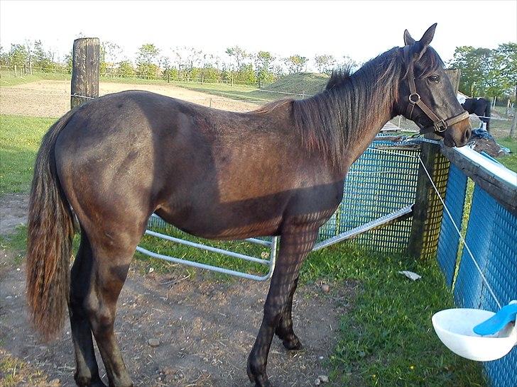 Anden særlig race Annabell - 5/5-2011 billede 9