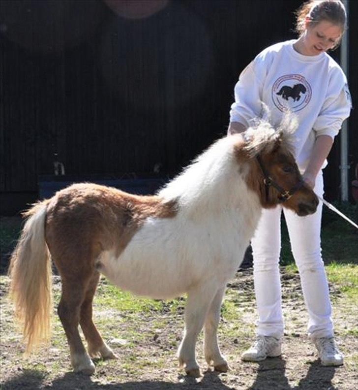 Shetlænder østervangs a'vera m. ***SOLGT*** - som 1års på dorthealyst ... 2011 billede 11