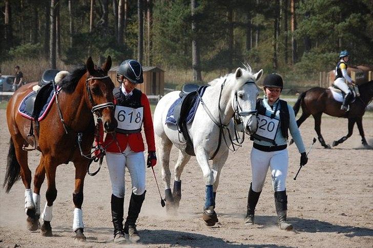 Anden særlig race Løgskov´s Palle. billede 11