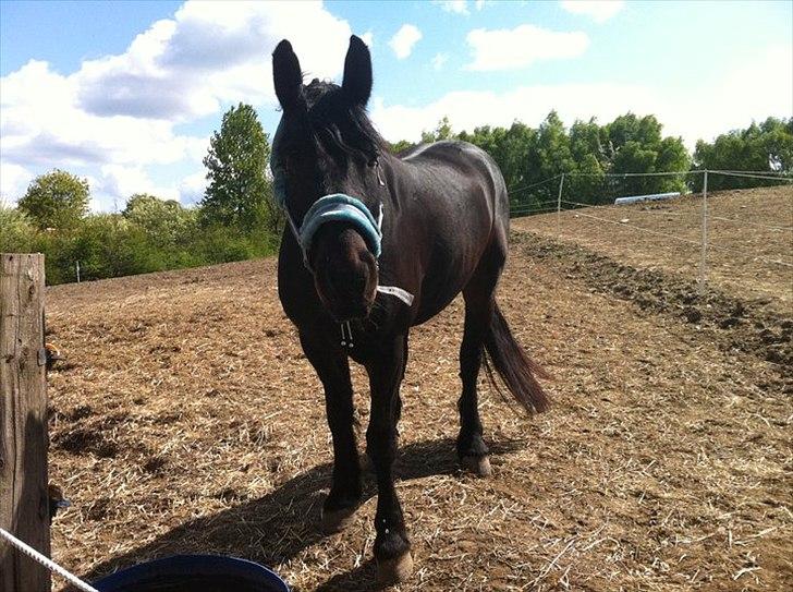 Anden særlig race Zafir( SOLGT) billede 2