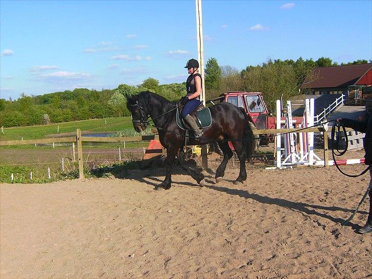 Anden særlig race Zafir( SOLGT) billede 3