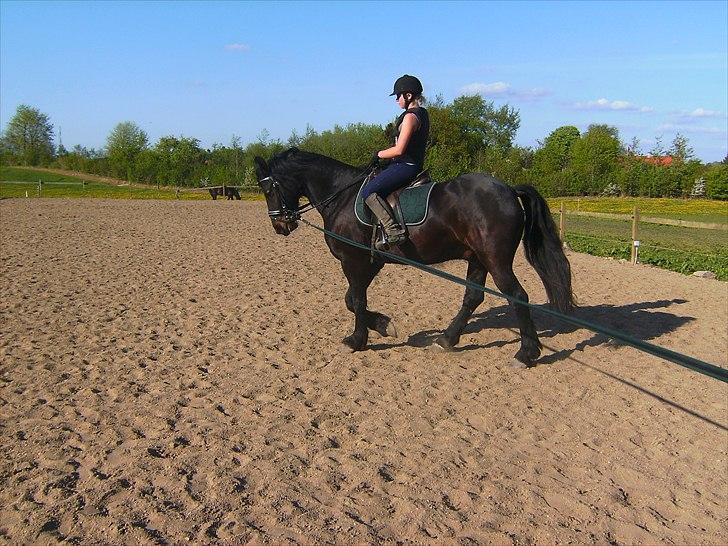 Anden særlig race Zafir( SOLGT) billede 5