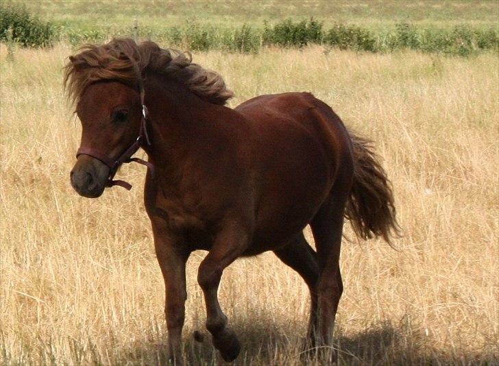 Shetlænder Markeslevgårds Sherley billede 1