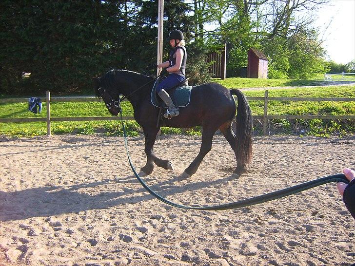 Anden særlig race Zafir( SOLGT) billede 6