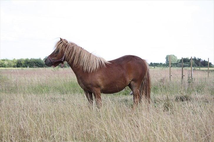 Shetlænder Markeslevgårds Sherley billede 2