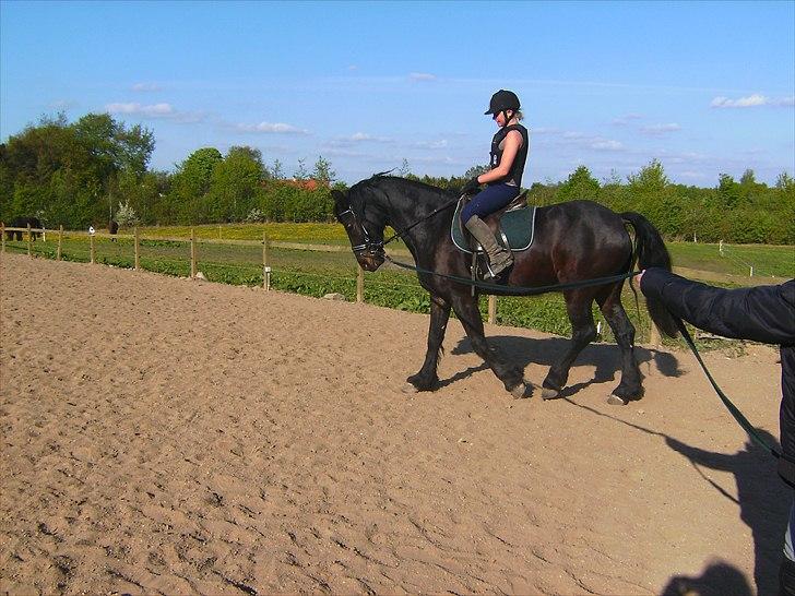 Anden særlig race Zafir( SOLGT) billede 7