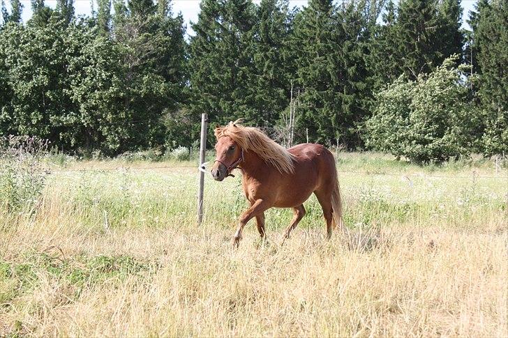 Shetlænder Markeslevgårds Sherley billede 3