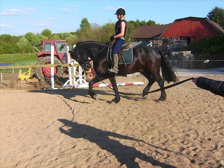 Anden særlig race Zafir( SOLGT) billede 8