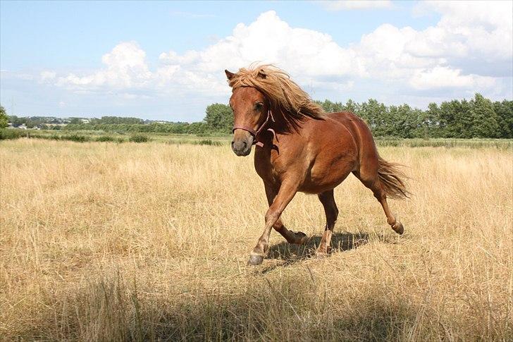 Shetlænder Markeslevgårds Sherley billede 4