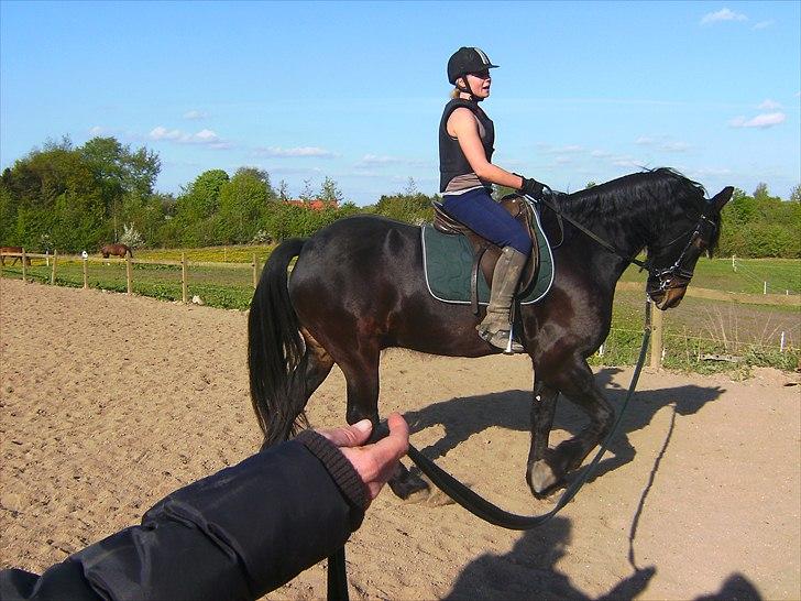 Anden særlig race Zafir( SOLGT) billede 9