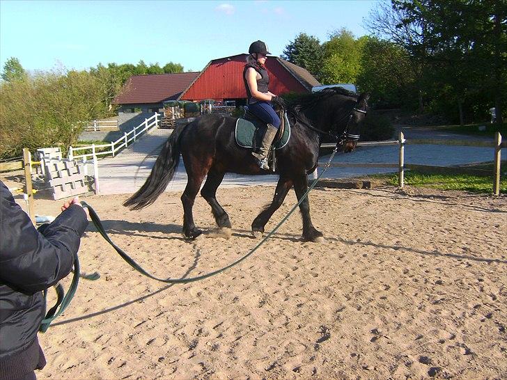 Anden særlig race Zafir( SOLGT) billede 10