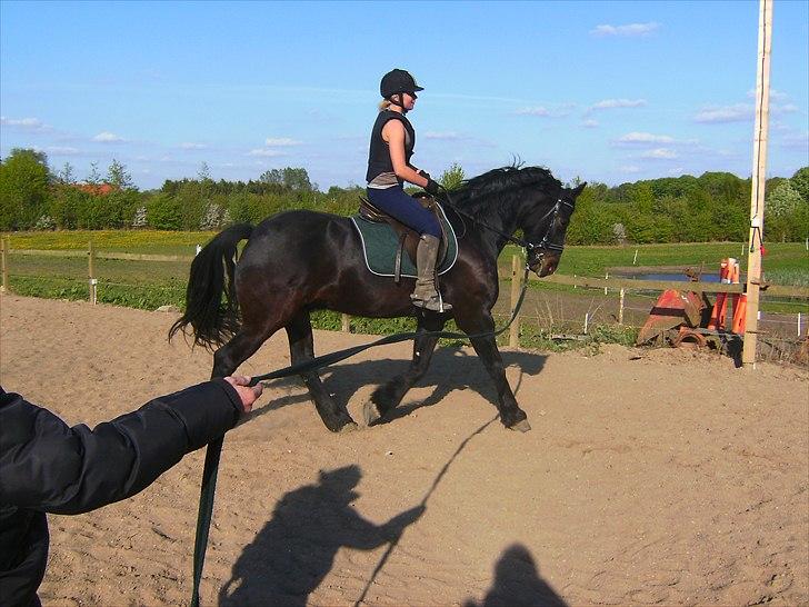 Anden særlig race Zafir( SOLGT) billede 11