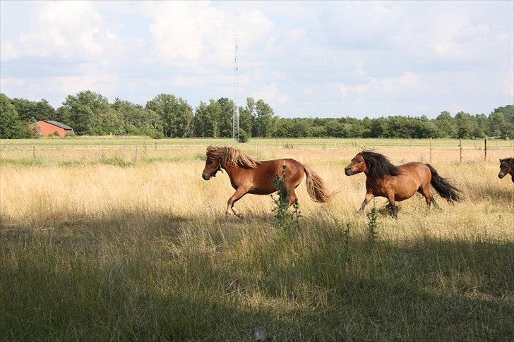 Shetlænder Markeslevgårds Sherley billede 5