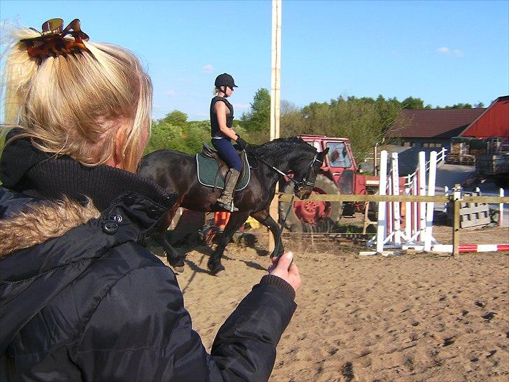 Anden særlig race Zafir( SOLGT) billede 12