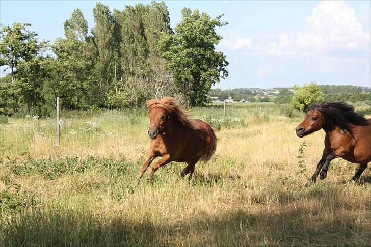 Shetlænder Markeslevgårds Sherley billede 6