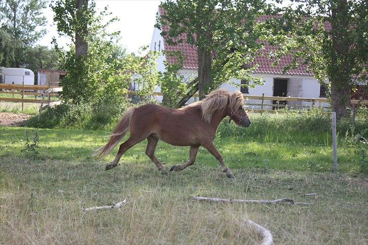 Shetlænder Markeslevgårds Sherley billede 8