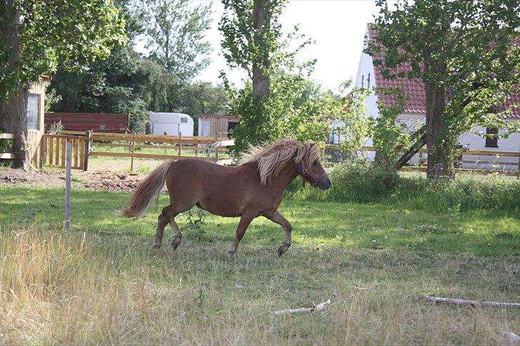 Shetlænder Markeslevgårds Sherley billede 9