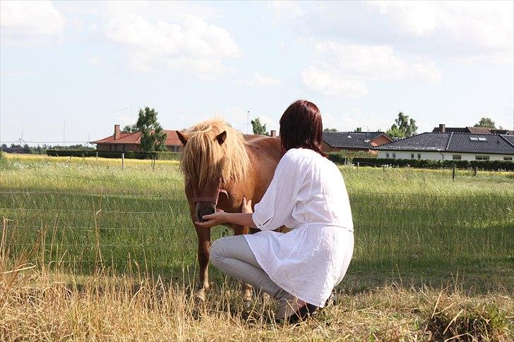 Shetlænder Markeslevgårds Sherley - og igen sig er jeg lige hej :D billede 11