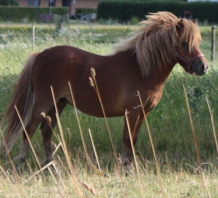 Shetlænder Markeslevgårds Sherley billede 12