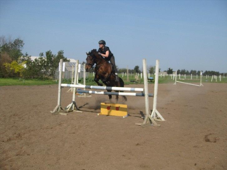 Hollandsk Sportspony k.c van de connickserve ( Robin) billede 18