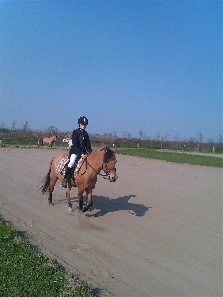 Anden særlig race Tulle *SOLGT* - thorsørideklub billede 14