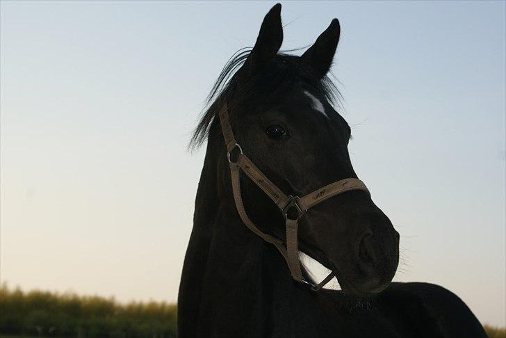 Dansk Varmblod Kuhlmanns Dagmar - Er jeg ikke smuk !! billede 9