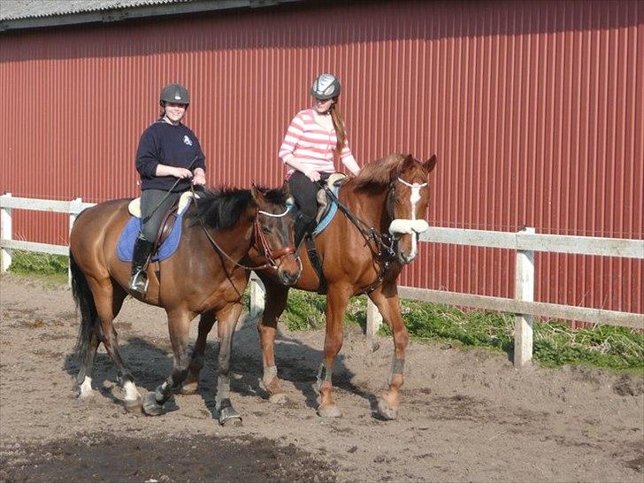 Dansk Varmblod Fuglesangsgårds domain - Hygge inden undervisning :-) billede 12