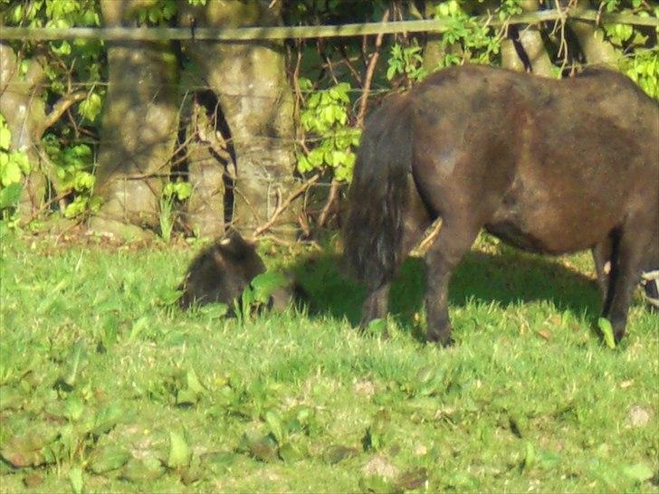 Shetlænder Endemoselunds Milton billede 9
