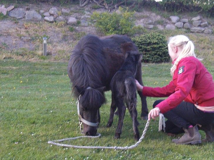Shetlænder Endemoselunds Milton billede 10