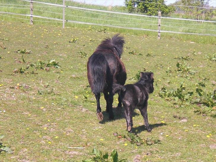 Shetlænder Endemoselunds Milton billede 12