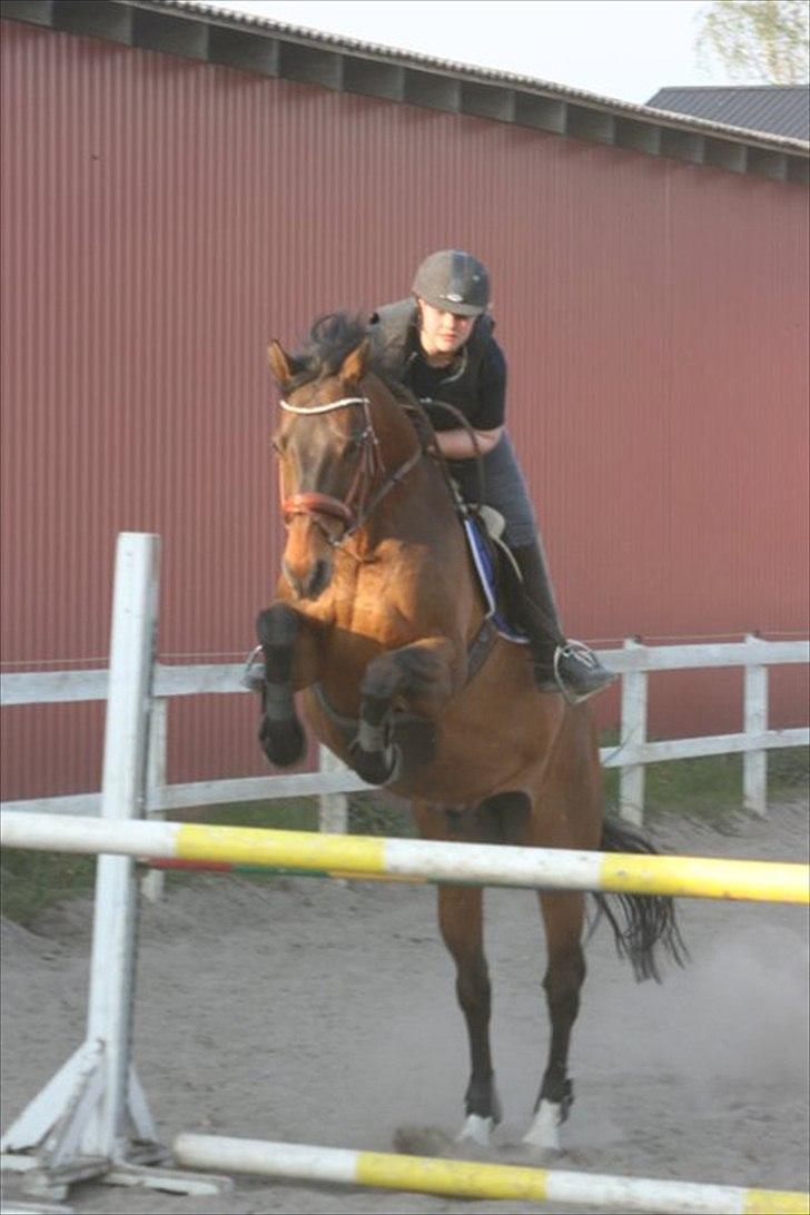 Dansk Varmblod Fuglesangsgårds domain - Træning hos Peter Enemark. Foto: Stina Hansen billede 13