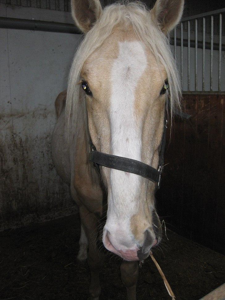 Lusitano Emigrante billede 1