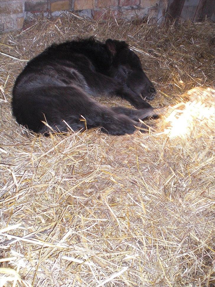 Shetlænder Endemoselunds Milton billede 14