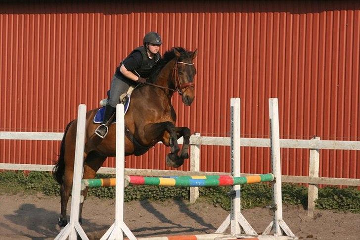 Dansk Varmblod Fuglesangsgårds domain - Han skal der ikke have grus i sine øjne, når han springer ! Foto: Stina Hansen billede 14