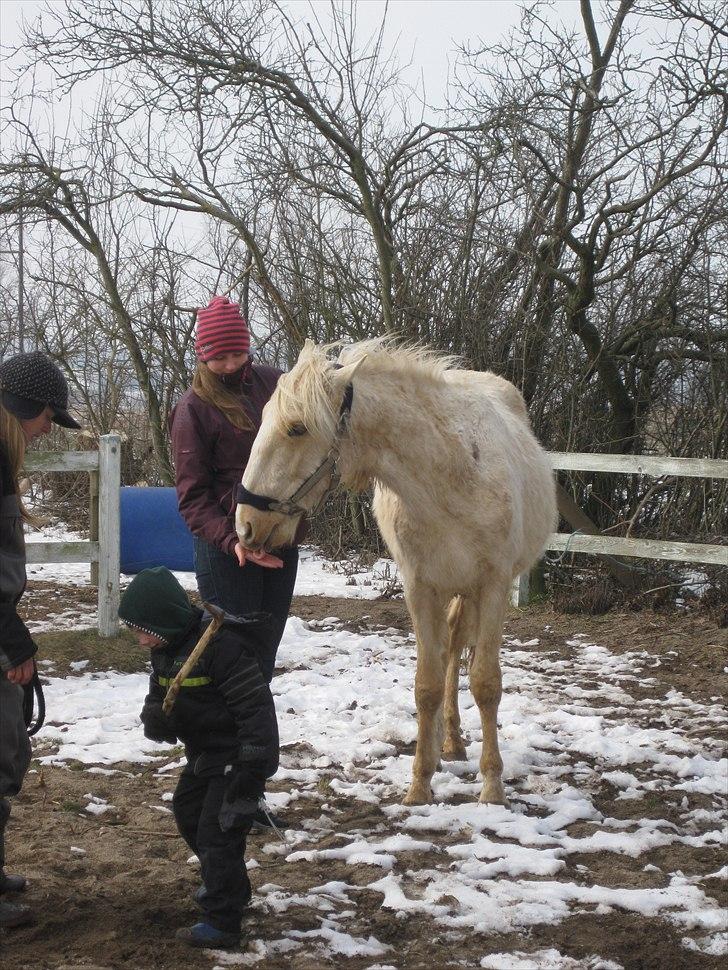 Lusitano Emigrante - Første gang jeg så ham billede 2