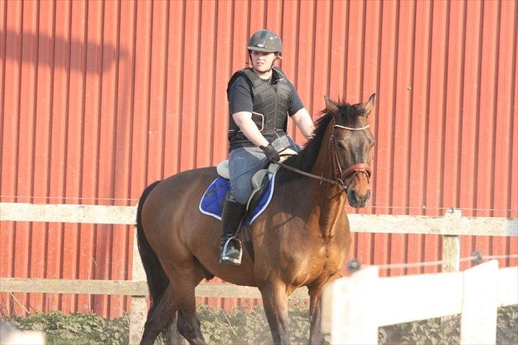Dansk Varmblod Fuglesangsgårds domain - Foto: Stina Hansen billede 15
