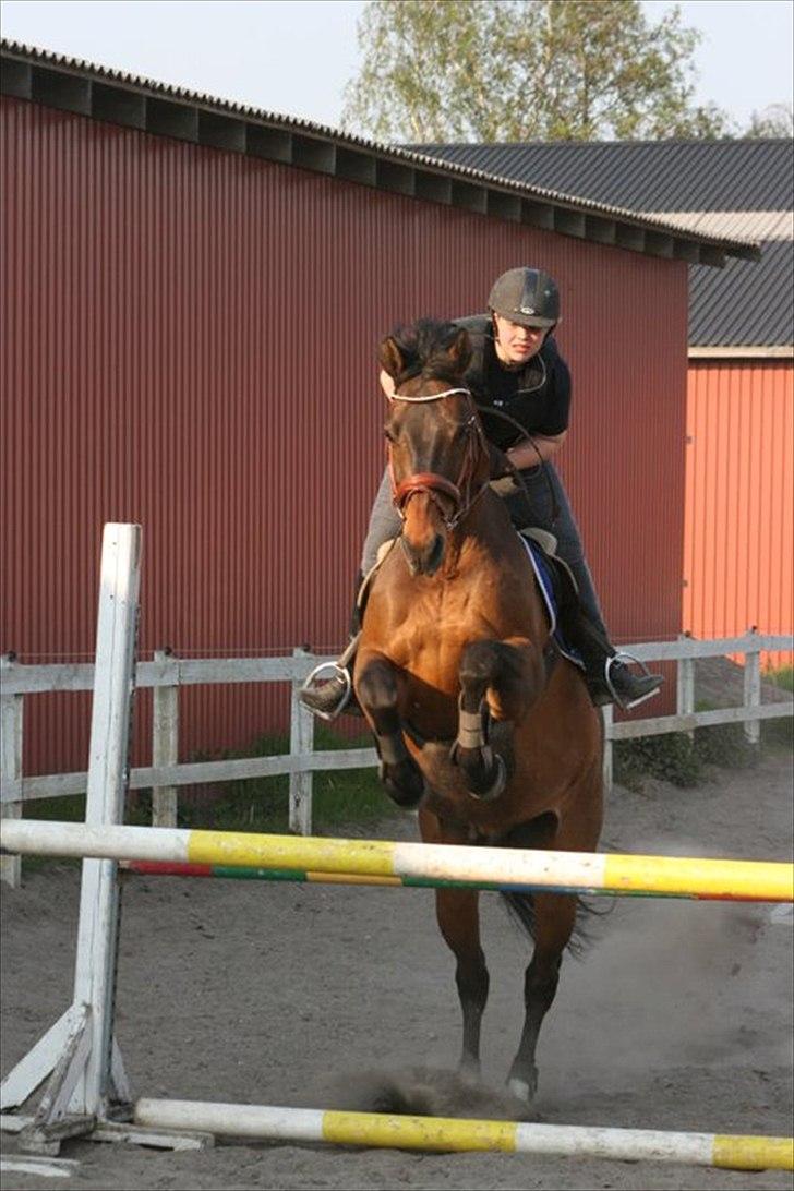 Dansk Varmblod Fuglesangsgårds domain - Træning hos Peter Enemark. Foto: Stina Hansen billede 16