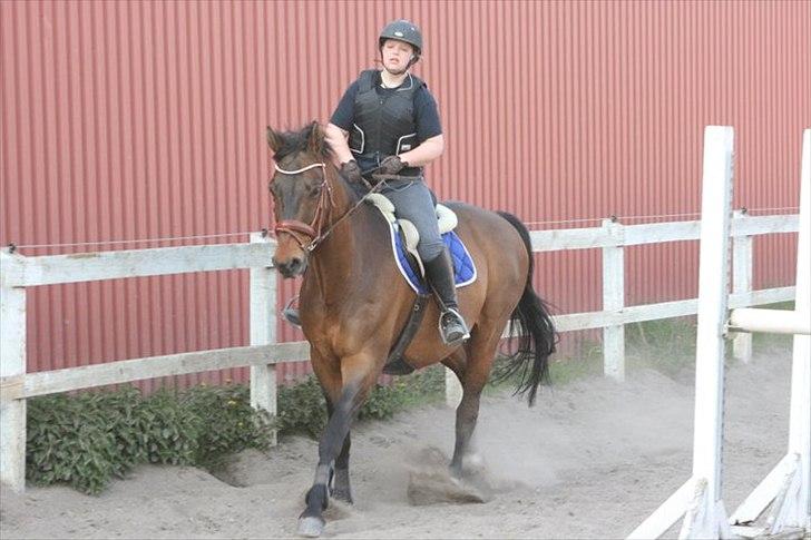 Dansk Varmblod Fuglesangsgårds domain - Træning hos Peter Enemark. Foto: Stina Hansen billede 17