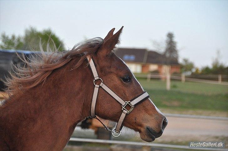 Anden særlig race Frigga billede 6