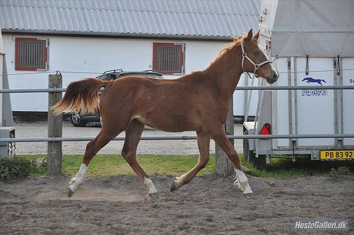 Anden særlig race Frigga billede 7