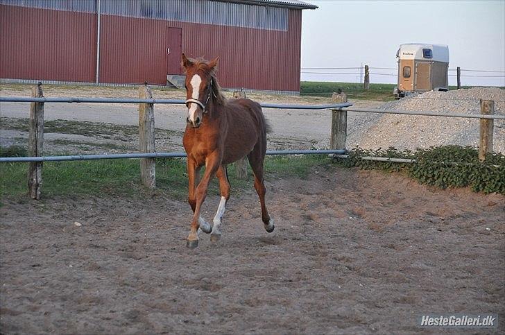 Anden særlig race Frigga billede 8