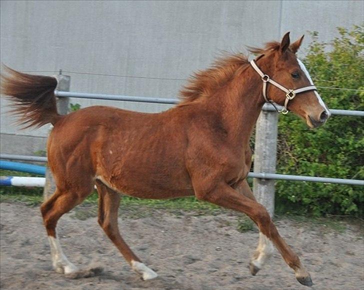 Anden særlig race Frigga billede 9